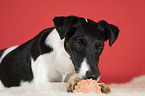 Foxterrier with ball