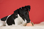 Foxterrier with ball