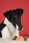 Fox Terrier Portrait