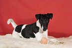 Foxterrier with ball