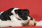 Foxterrier with ball