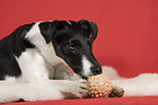 Foxterrier with ball