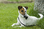 lying Foxterrier