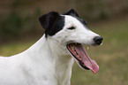 Fox Terrier Portrait