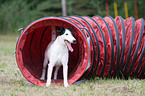 Agility Tunnel