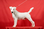 standing foxterrier