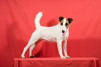 standing foxterrier