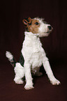 Foxterrier Puppy