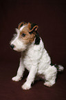 Foxterrier Puppy