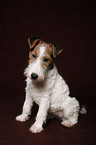 Foxterrier Puppy