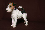 Foxterrier Puppy