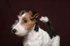 Foxterrier Puppy