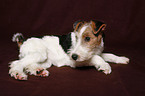 Foxterrier Puppy