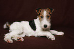 Foxterrier Puppy