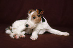 Foxterrier Puppy