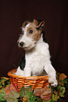 Foxterrier Puppy