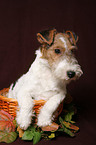 Foxterrier Puppy