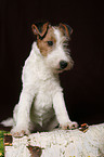 Foxterrier Puppy