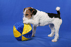 Foxterrier Puppy