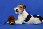 Foxterrier Puppy