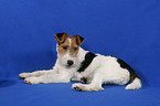 Foxterrier Puppy