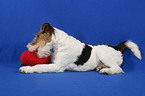 Foxterrier Puppy