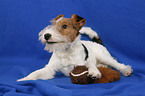 Foxterrier Puppy