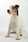 Foxterrier Puppy