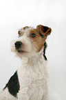 Foxterrier Puppy