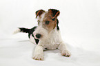 Foxterrier Puppy