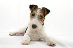 Foxterrier Puppy