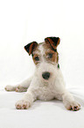 Foxterrier Puppy