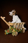 Foxterrier Puppy