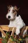 Foxterrier Puppy