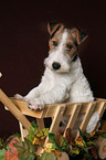 Foxterrier Puppy