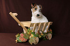 Foxterrier Puppy