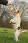 Foxterrier shows trick
