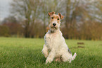 sitting Foxterrier