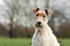 Foxterrier Portrait