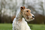 Foxterrier Portrait