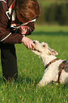 feeding a Fox Terrier