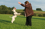 jumping Fox Terrier