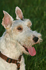 Fox Terrier Portrait