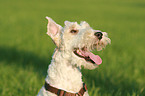 Fox Terrier Portrait