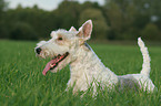 lying Fox Terrier