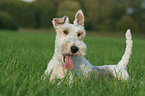 lying Fox Terrier