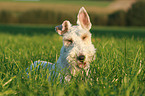 lying Fox Terrier