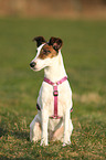 sitting Foxterrier