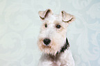 Fox Terrier Portrait