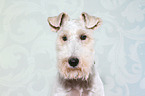 Fox Terrier Portrait